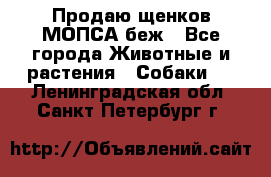 Продаю щенков МОПСА беж - Все города Животные и растения » Собаки   . Ленинградская обл.,Санкт-Петербург г.